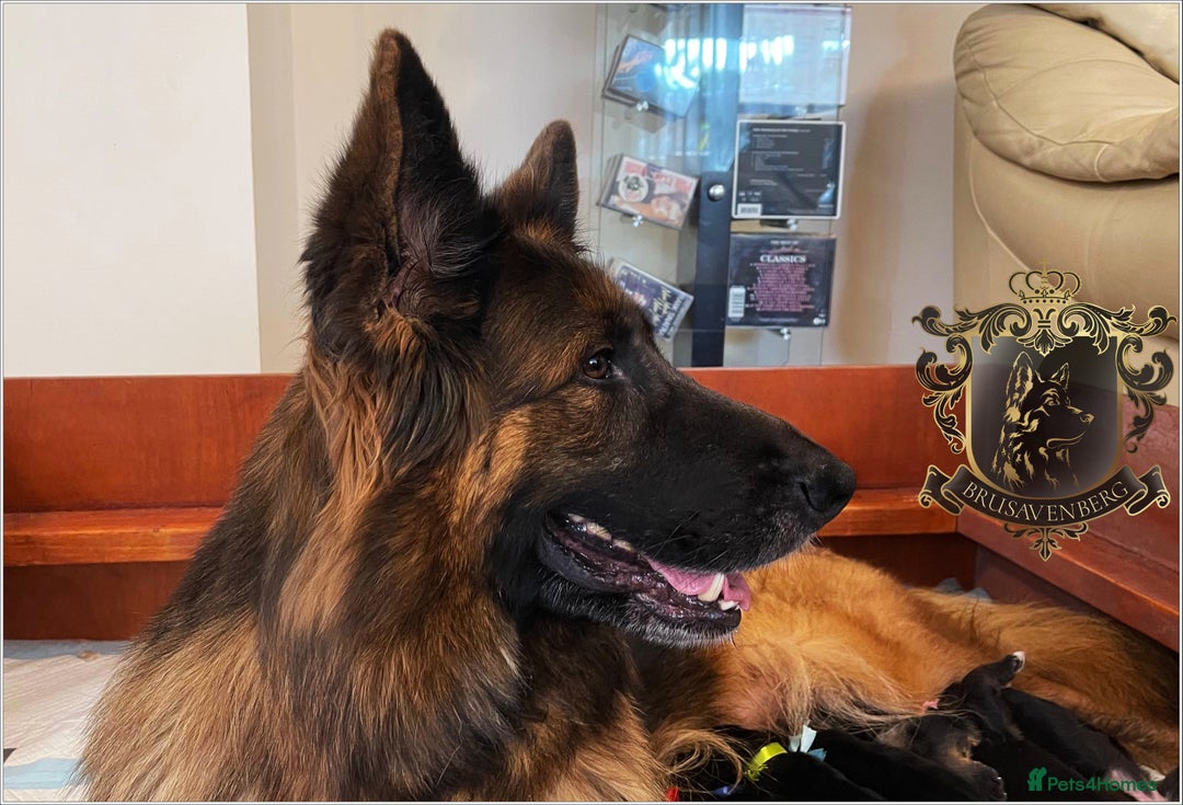 German Shepherd dogs for sale: LONGHAIRED GERMAN SHEPHERD PUPPIES - Image 5