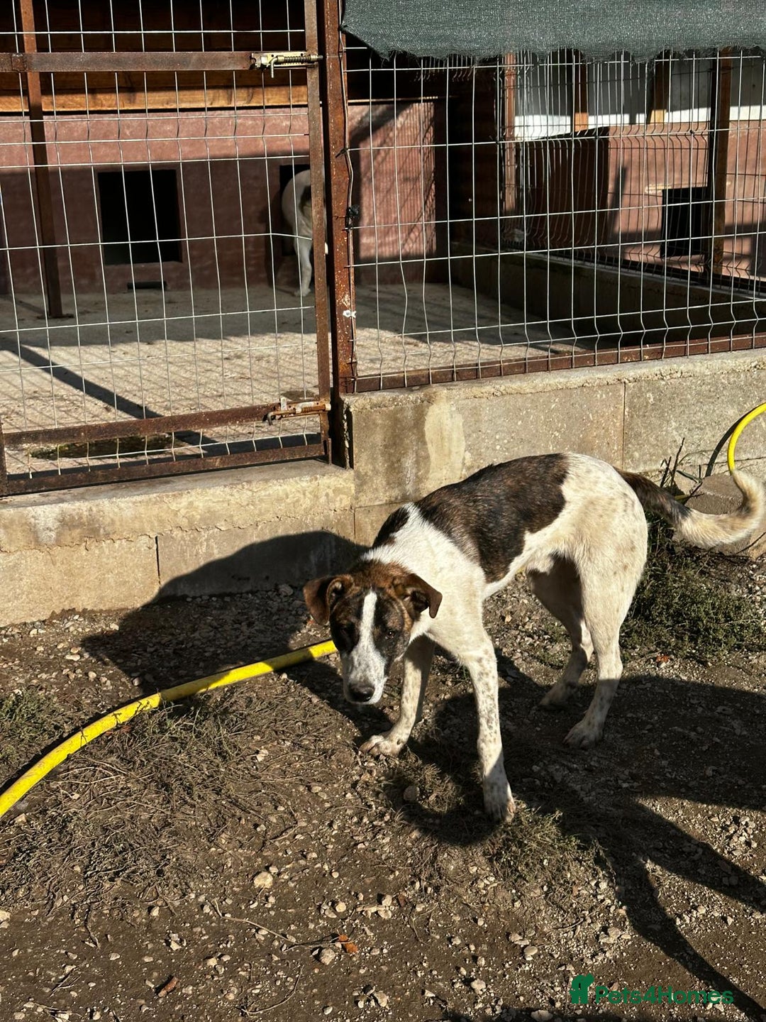 Mixed Breed dogs for adoption: Benson is looking for a dog friend! - Advert 12