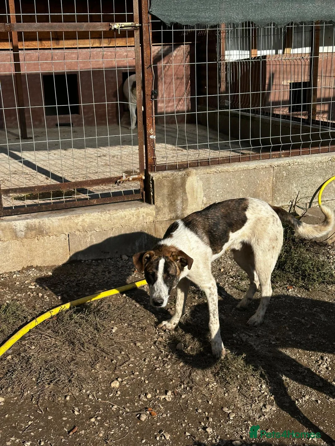 Mixed Breed dogs for adoption: Benson is looking for a dog friend! - Advert 12