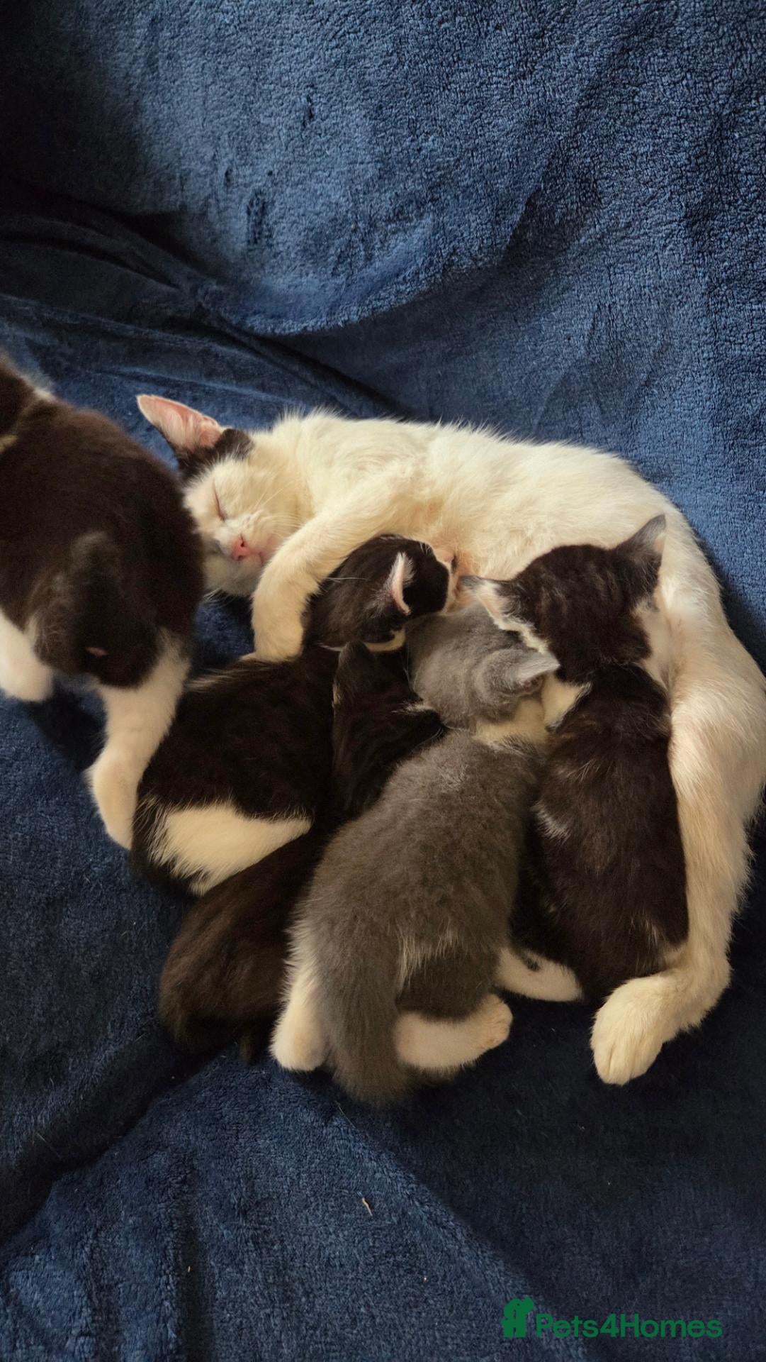 Mixed Breed cats Kittens  - Advert 2