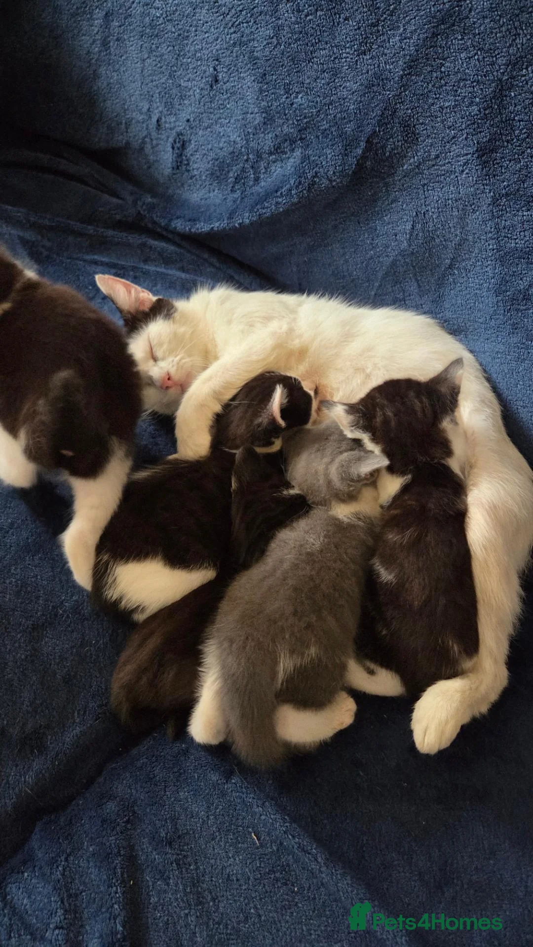 Mixed Breed cats for sale: Kittens  - Advert 1