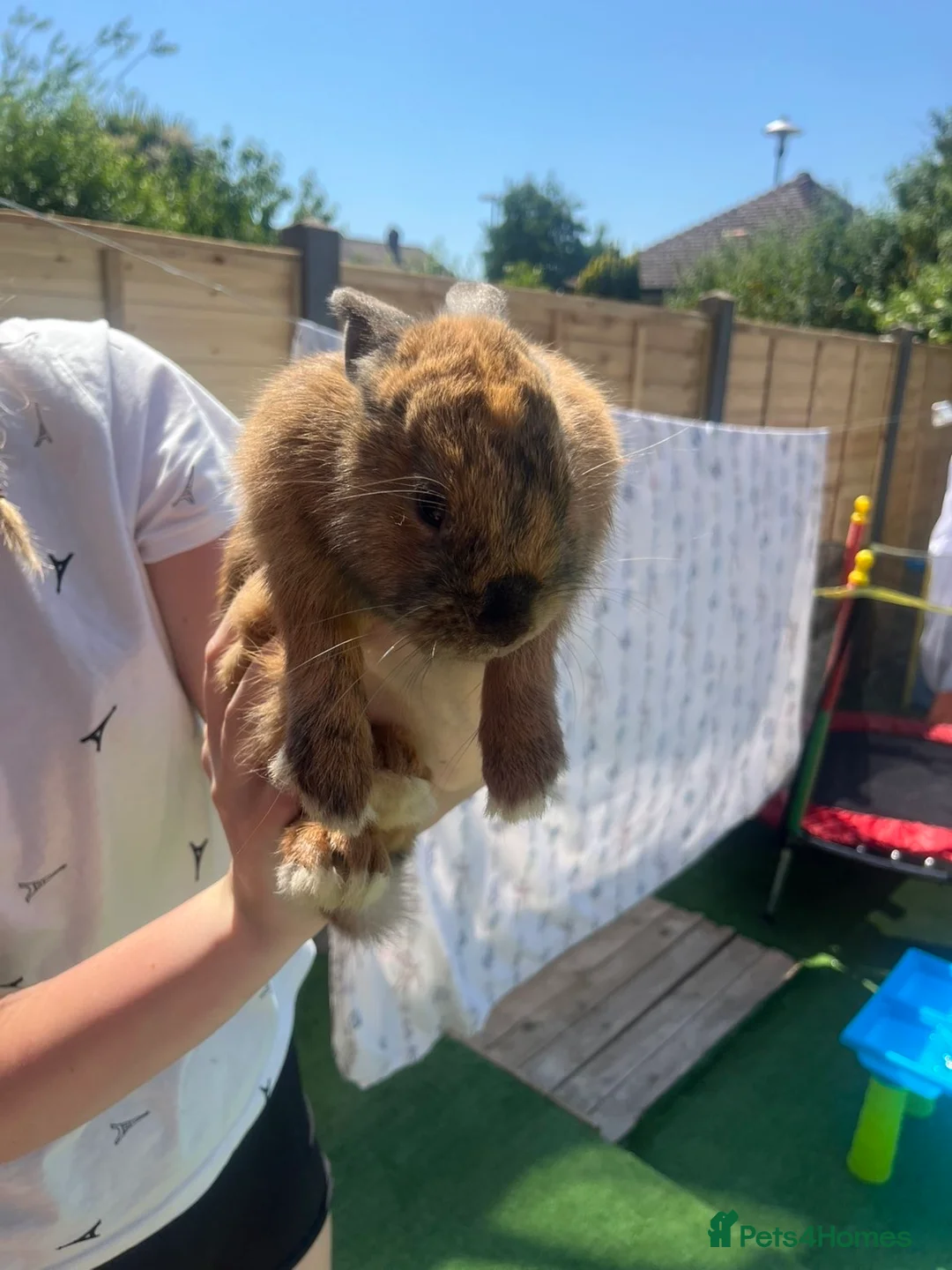 Mixed Breed rabbits for sale: Rabbit  - Advert 2