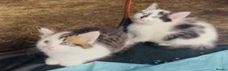 Mixed Breed cats for sale: Beautiful fluffy mixed breed kitten girls  - Advert 3
