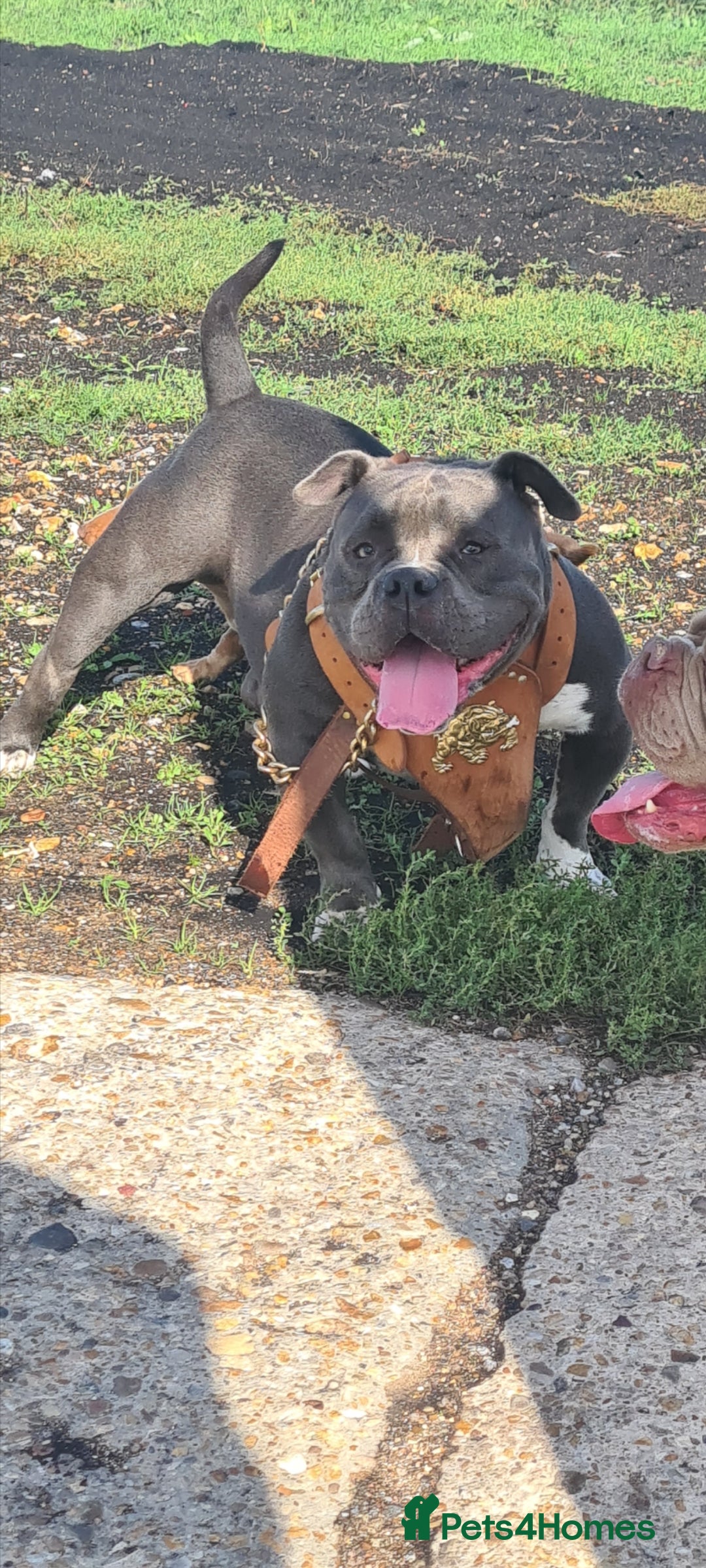 American Bully dogs EL Boy available for stud in Thetford - Advert 3