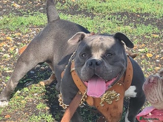 American Bully dogs in Thetford - Advert 15