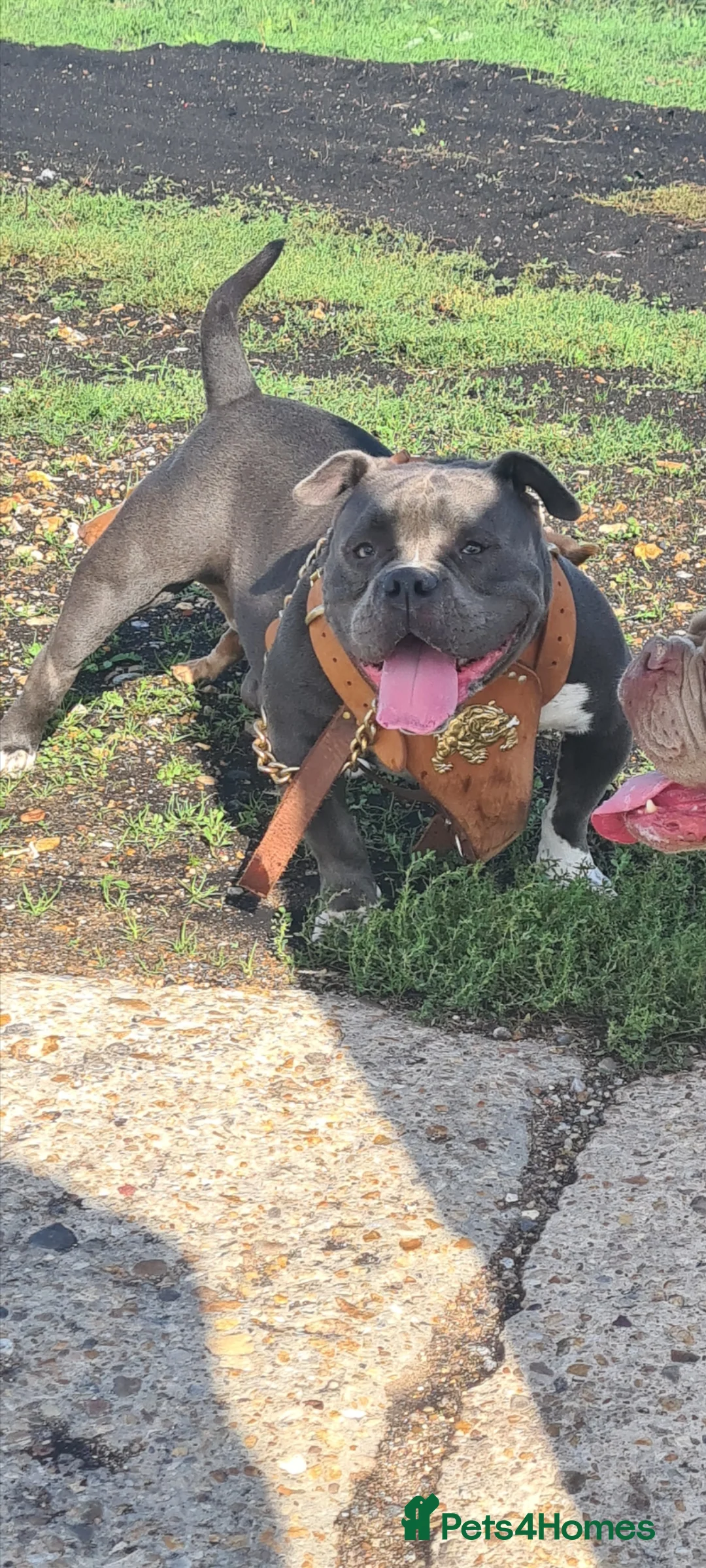 American Bully dogs for stud: EL Boy available for stud in Thetford - Advert 1