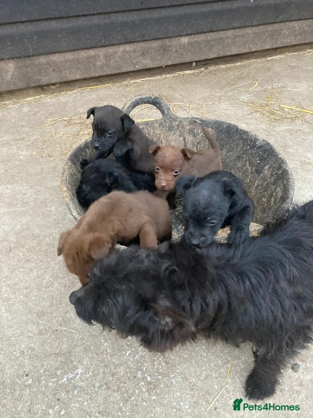 Patterdale Terrier dogs for sale: 5 lovely Patterdale Puppies. - Advert 9