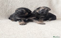 German Shepherd dogs for sale: 💛 German Shepherd Puppies – Full Pedigree Parents - Image 16