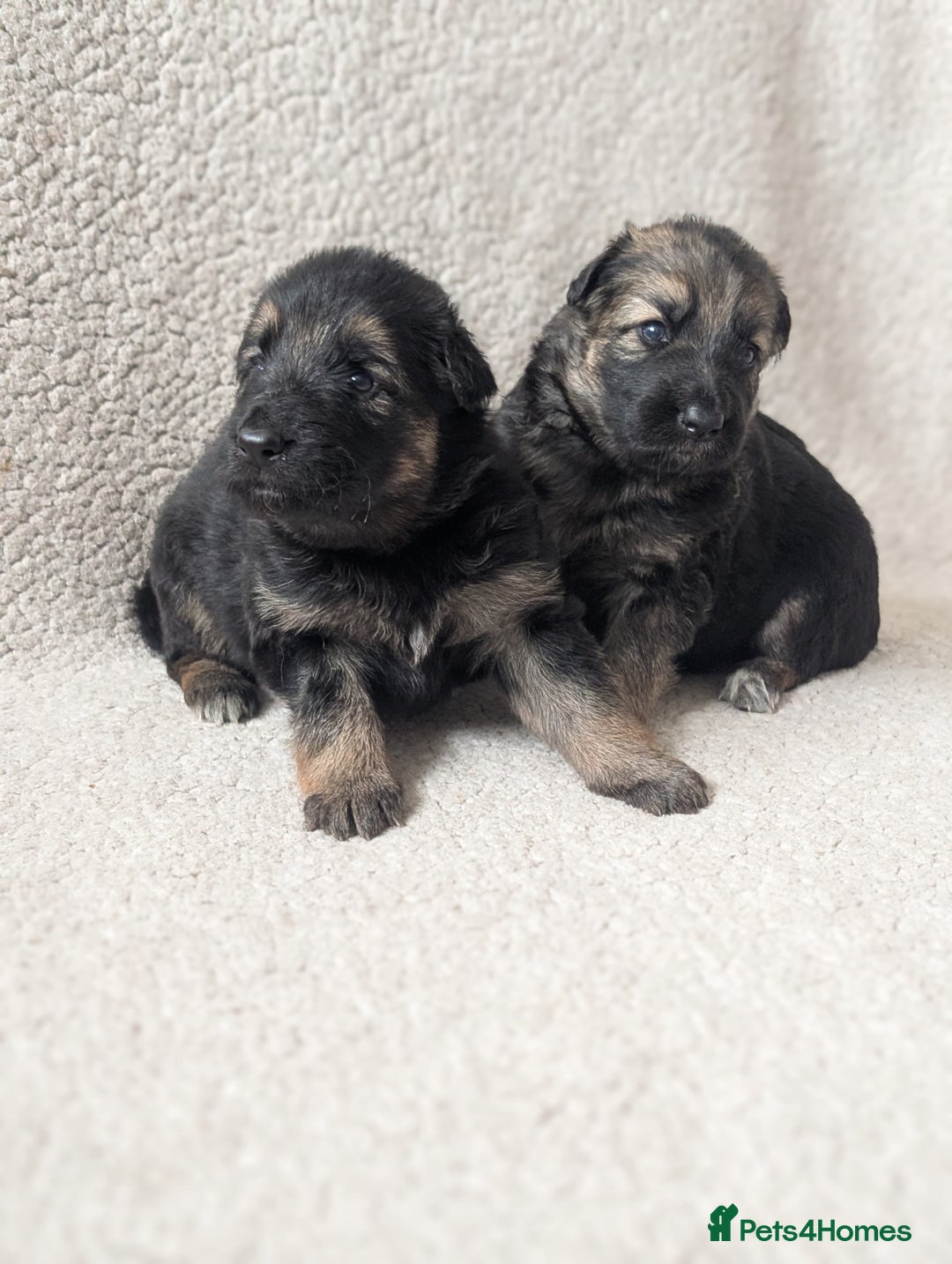 German Shepherd dogs for sale: 💛 German Shepherd Puppies – Full Pedigree Parents - Image 16