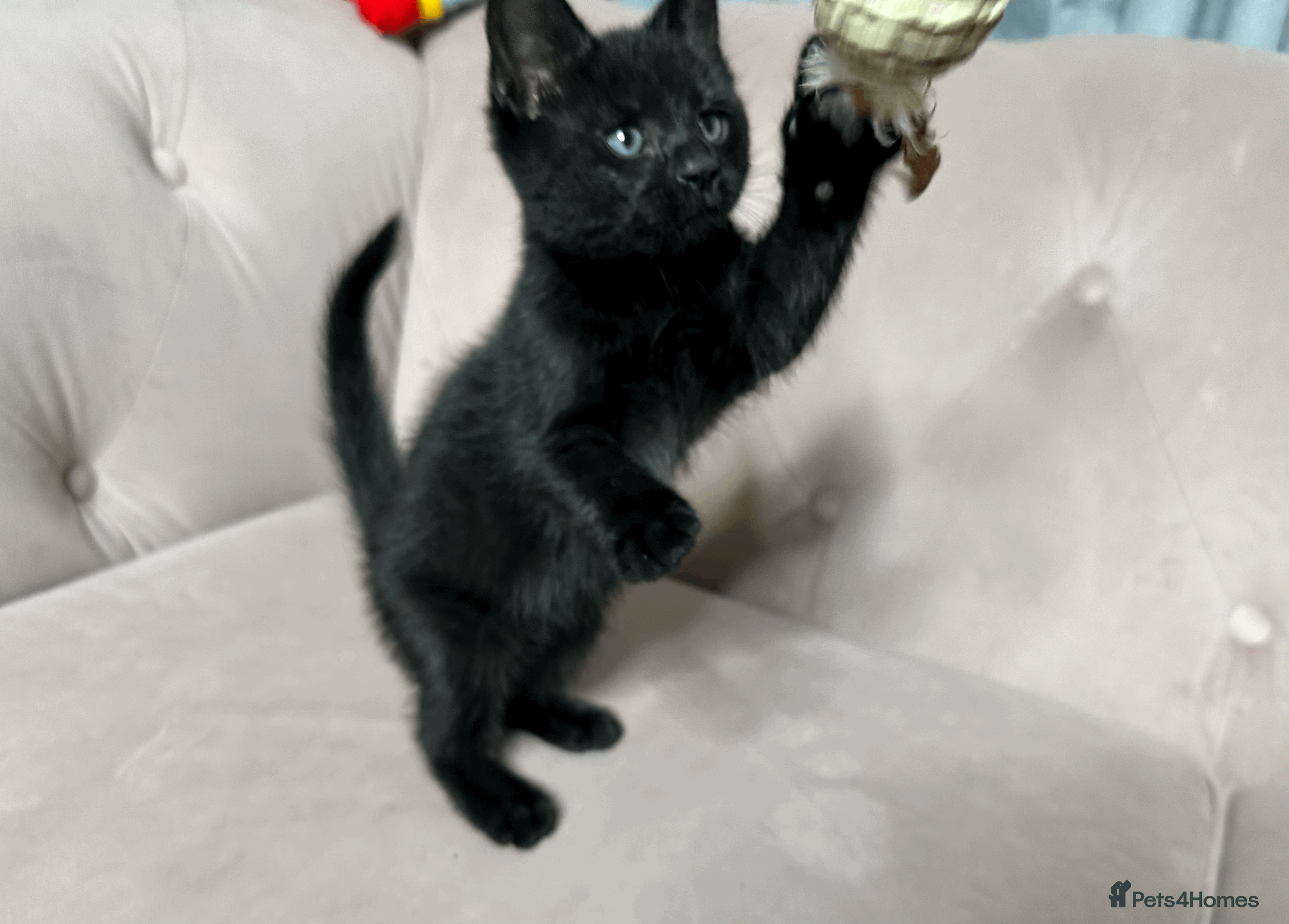 Mixed Breed cats Half Siberian Kittens, One boy left - Advert 10