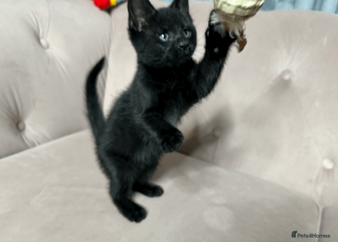 Mixed Breed cats for sale: Half Siberian Kittens, One boy left - Advert 1