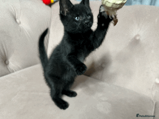 Mixed Breed cats Half Siberian Kittens, Two left - Advert 1