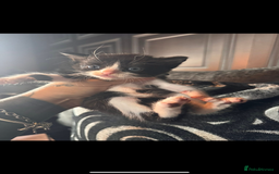 British Shorthair cats for sale: ****3 BABIES LEFT**** - Image 2