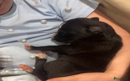 Lurcher dogs for sale: Beautiful lurcher puppies  - Advert 5