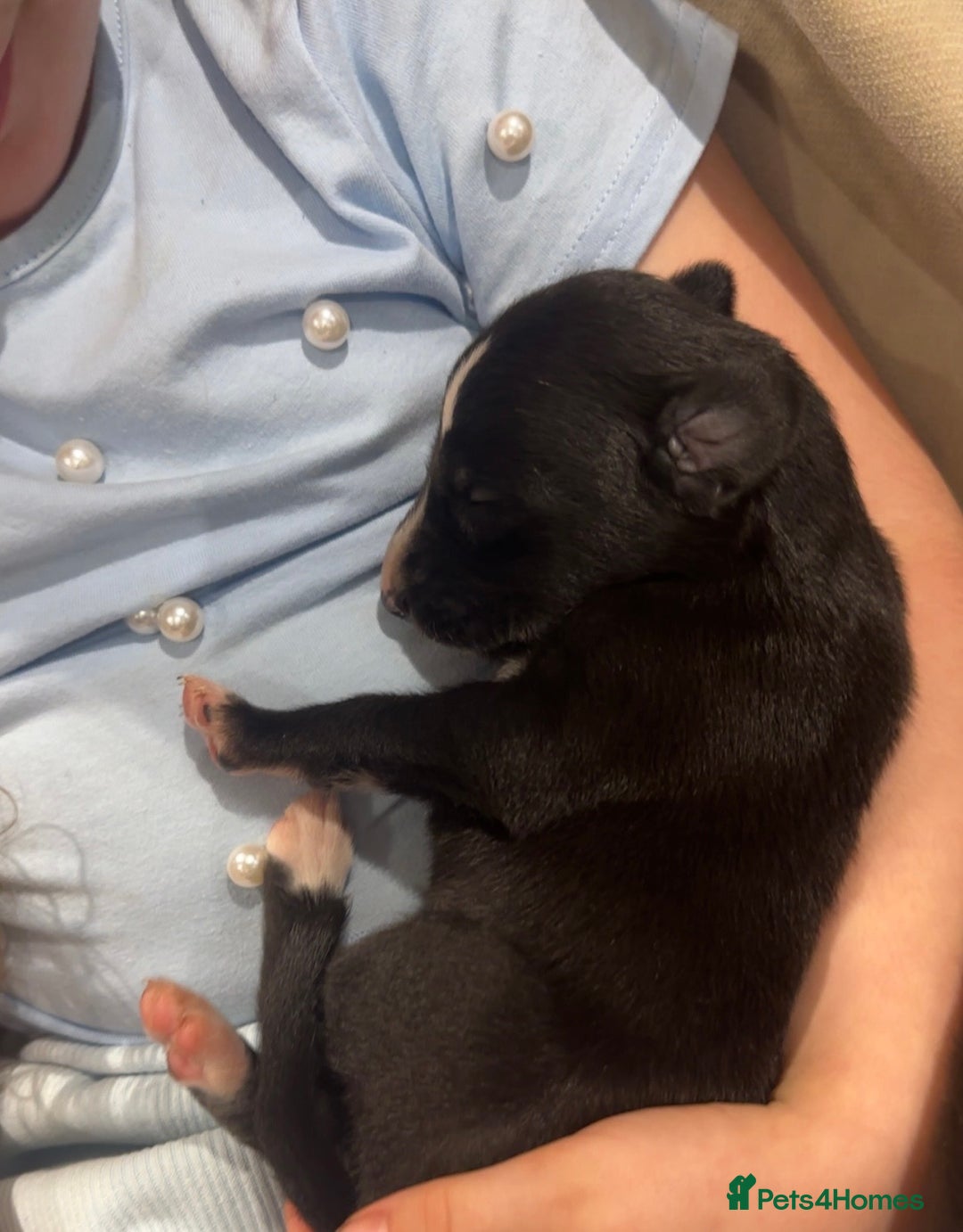 Lurcher dogs for sale: Beautiful lurcher puppies  - Advert 5