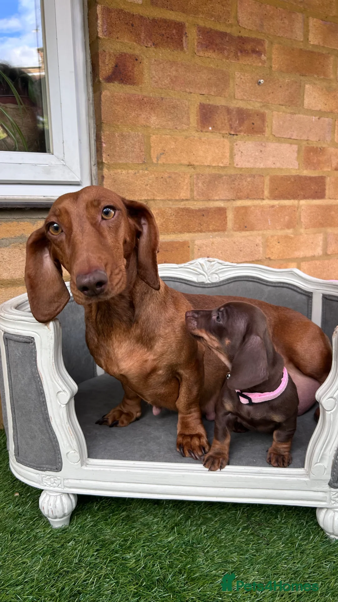 Dachshund dogs for sale: Standard dachshund puppies  - Advert 37