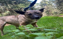 Mixed Breed dogs for adoption: Phoenix - Norwich Norfolk  - Image 7