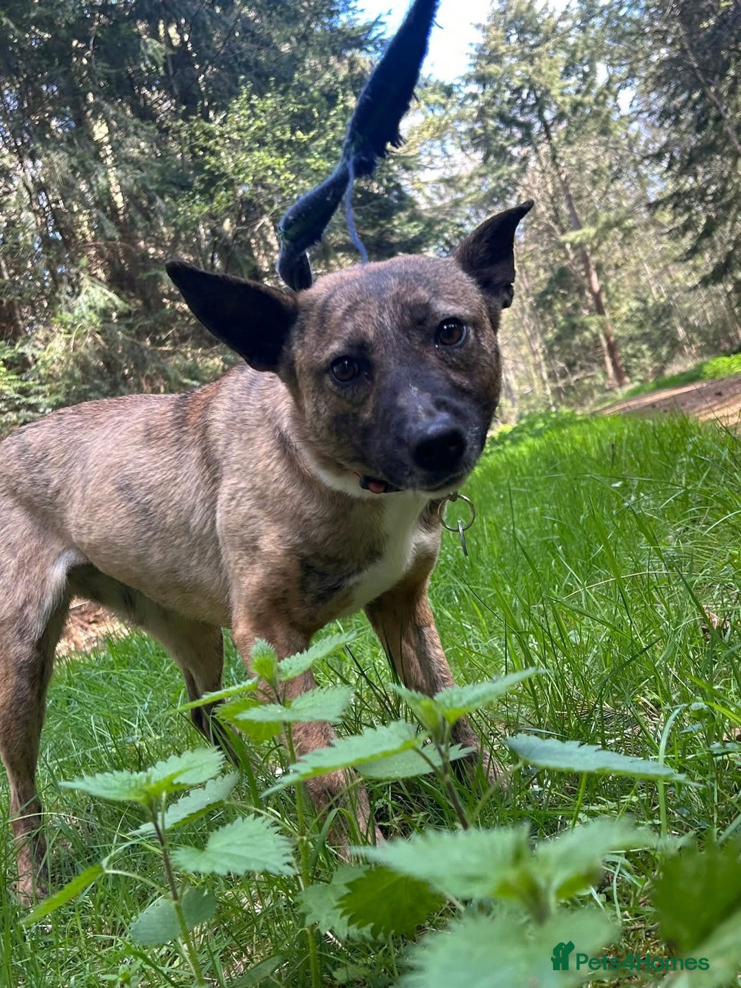Mixed Breed dogs for adoption: Phoenix - Norwich Norfolk  - Image 7