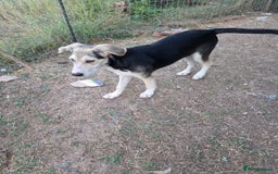 Mixed Breed dogs for adoption: RICKY - a superb young boy for a Loving Home - Image 2