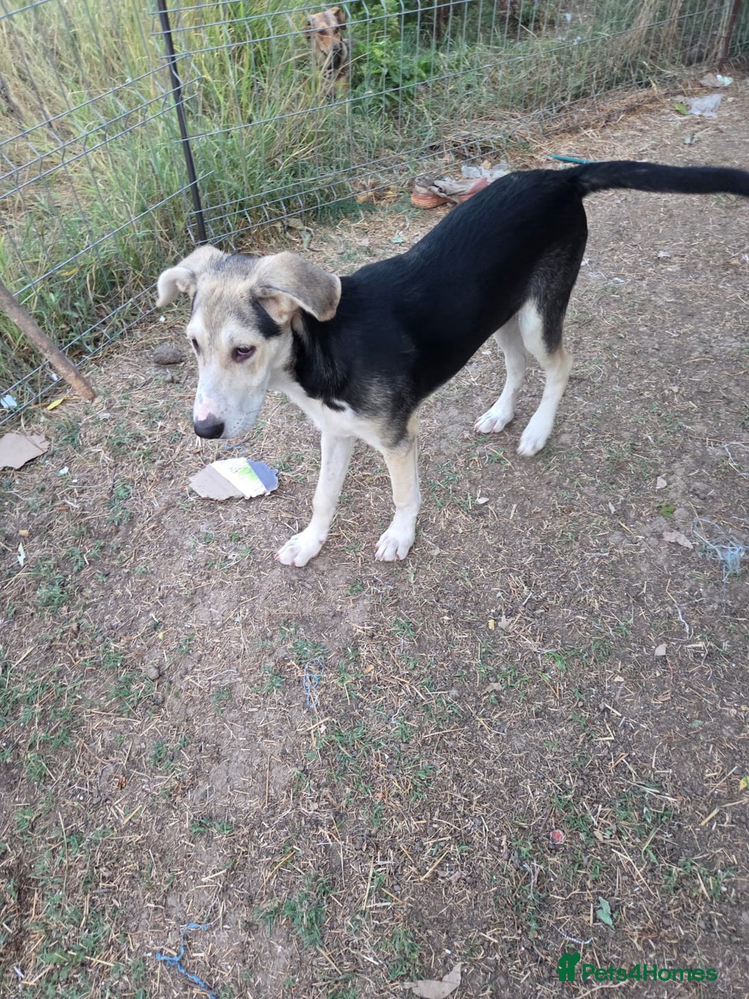Mixed Breed dogs for adoption: RICKY - a superb young boy for a Loving Home - Image 2