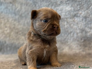 French Bulldog dogs - Advert 33