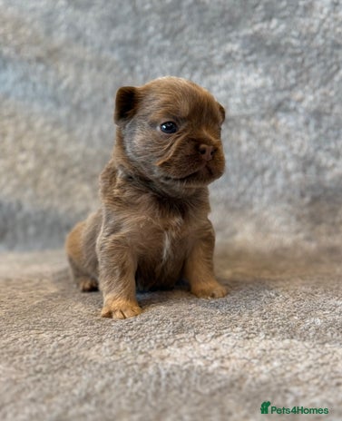 French Bulldog dogs - Advert 7