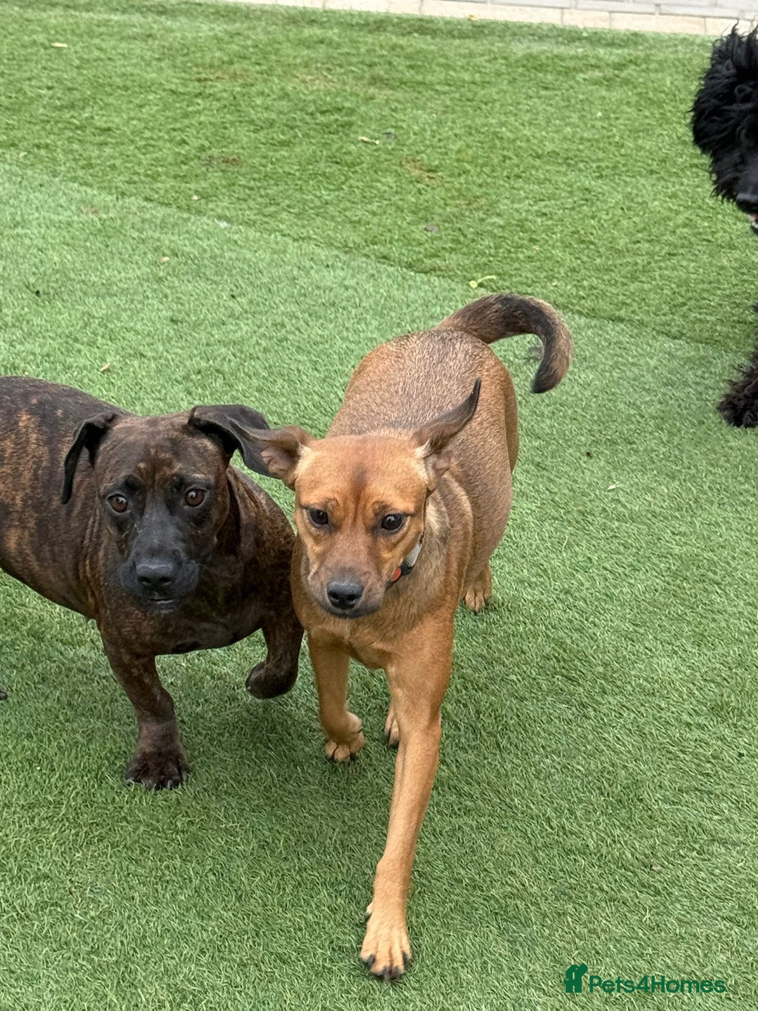 Mixed Breed dogs for adoption: Cutie Mimmi looking for love - Advert 7