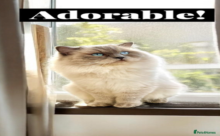 Ragdoll cats in Purley - Advert 1