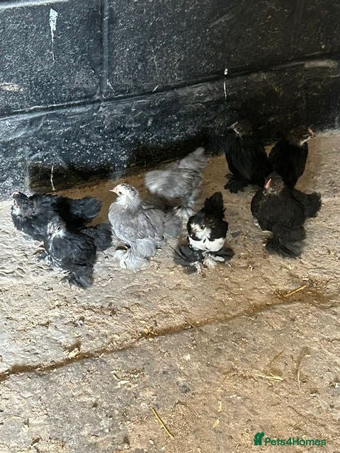 Chickens poultry Pekins For Sale - Advert 1