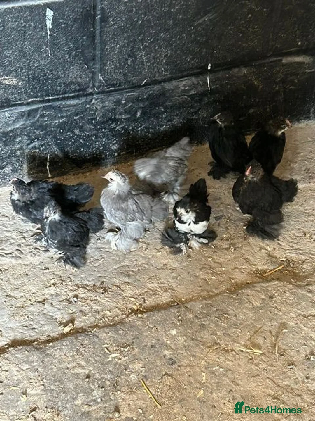 Chickens poultry for sale: Pekins For Sale - Advert 1