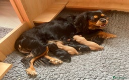 Cavapoo dogs for sale: Cavapoo - Image 15