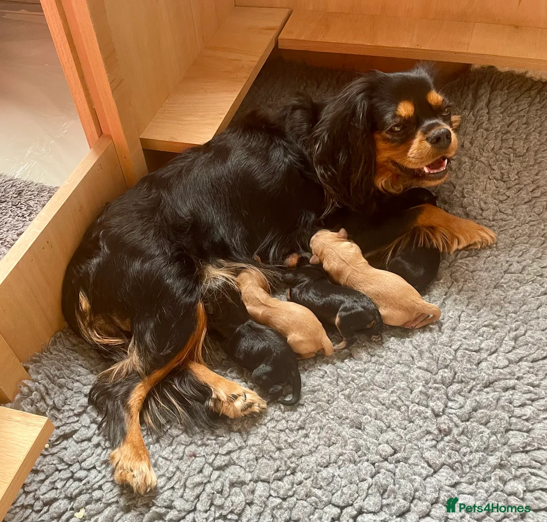 Cavapoo dogs for sale: Cavapoo - Advert 10