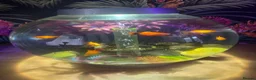 Platies fish for sale: Healthy Platies  in Sunderland - Advert 2