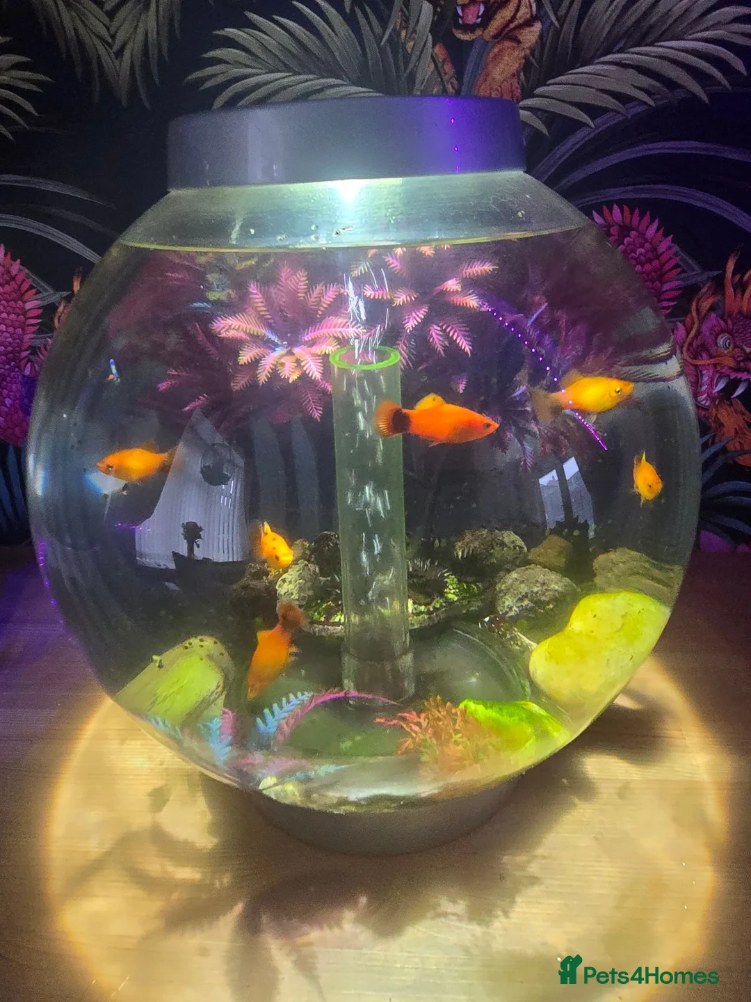 Platies fish for sale: Healthy Platies  in Sunderland - Advert 2