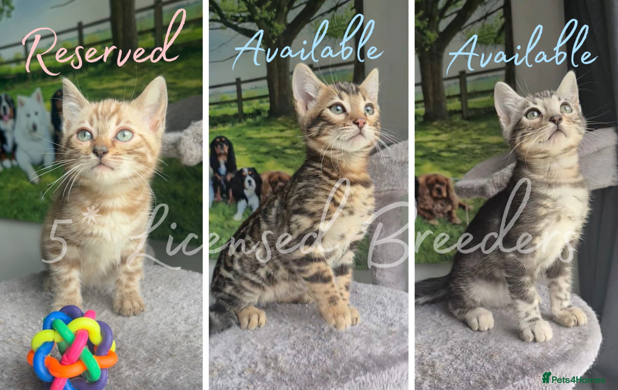 Bengal cats 2 boys left Pure TICA Bengals Available Now 🤍 - Advert 7