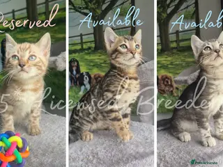 Bengal cats 2 boys left Pure TICA Bengals Available Now 🤍 - Advert 7