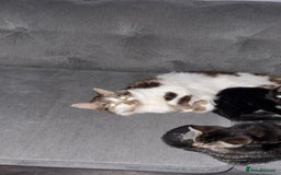 Mixed Breed cats for sale: Cats for sale  - Image 4