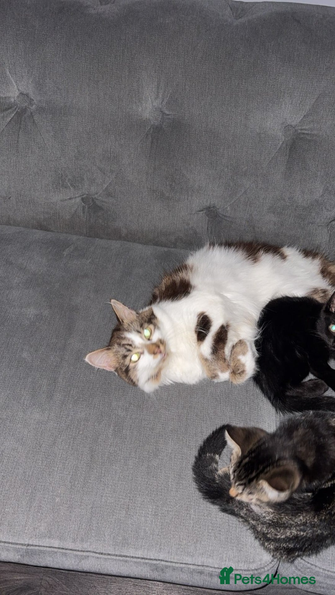 Mixed Breed cats for sale: Cats for sale  - Image 4