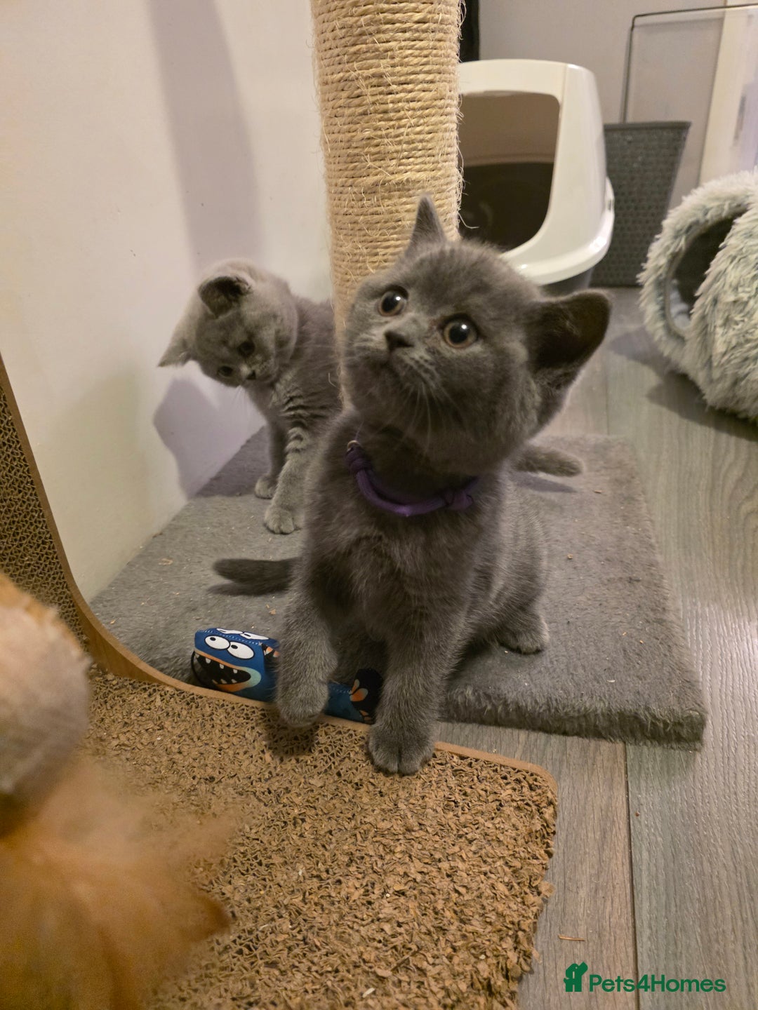 British Shorthair cats for sale:  GCCF British Shorthair - Champion Bloodlines  - Advert 6