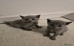 Russian Blue cats for sale: Pedigree Blue Russian kittens Gccf  - Image 1