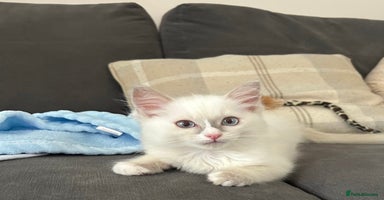 Ragdoll cats - Advert 12