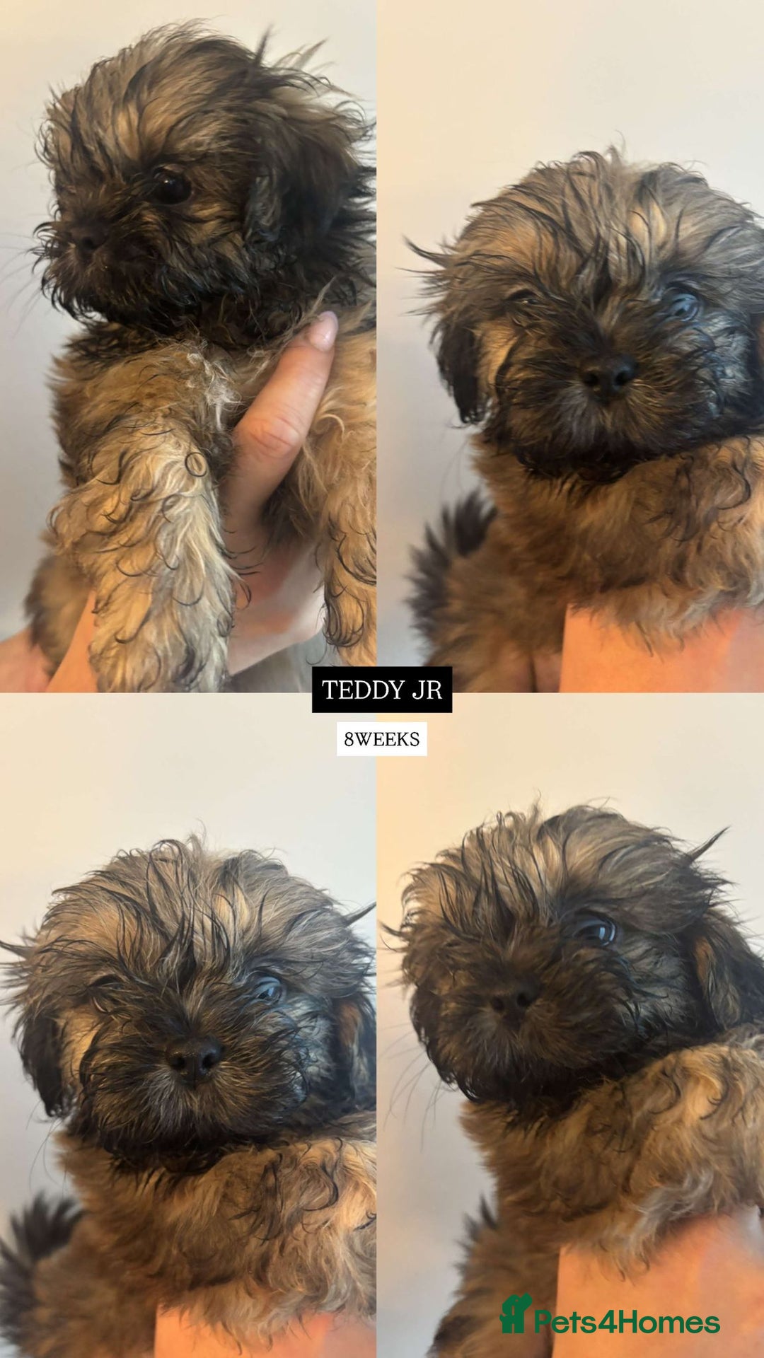 Shih Tzu dogs for sale: !READY NOW! 1 boy left!! pure bred shih tzu 🐾 🐾  - Image 16