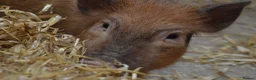 Pig livestock for sale: Mini/Micro Piglets 3 girls, 1 castrated male - Advert 8