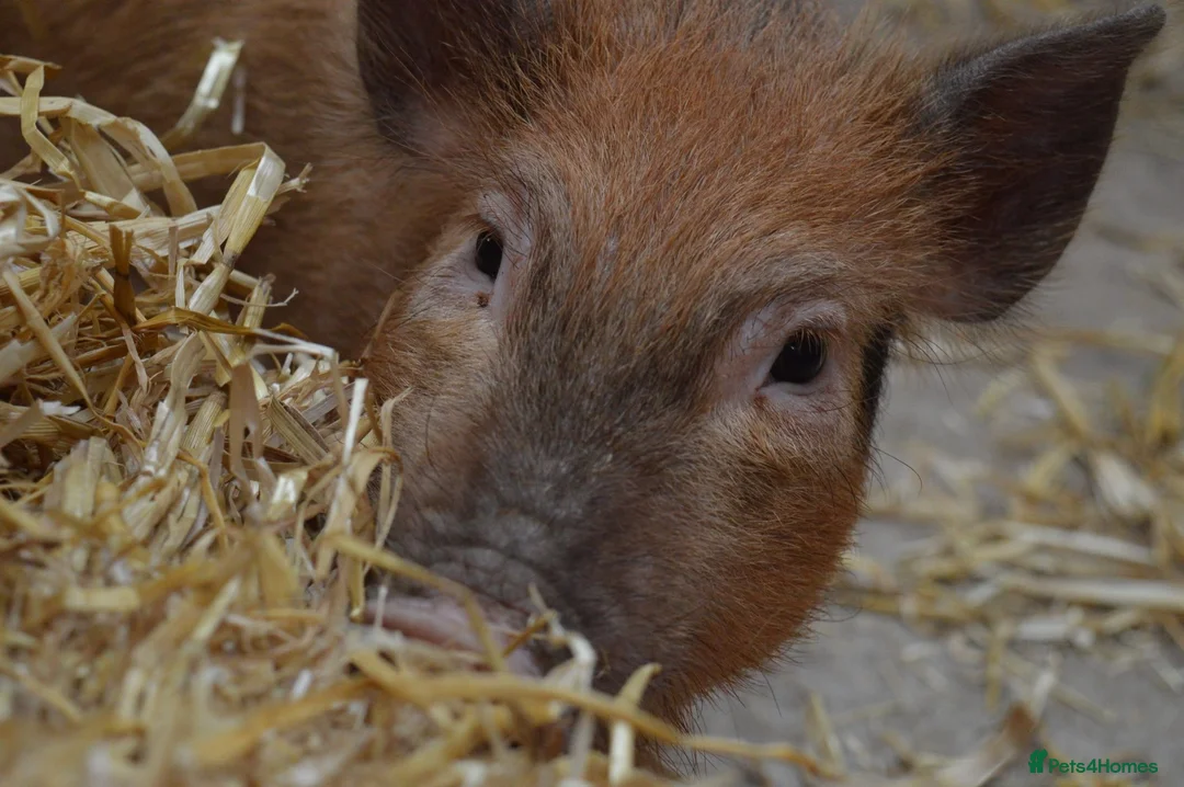 Pig livestock for sale: Mini/Micro Piglets 3 girls, 1 castrated male - Advert 8