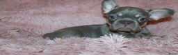 French Bulldog dogs for sale: ULTRA RARE - RAINBOW LITTER NON FLUFFY FRENCHIES - Advert 21