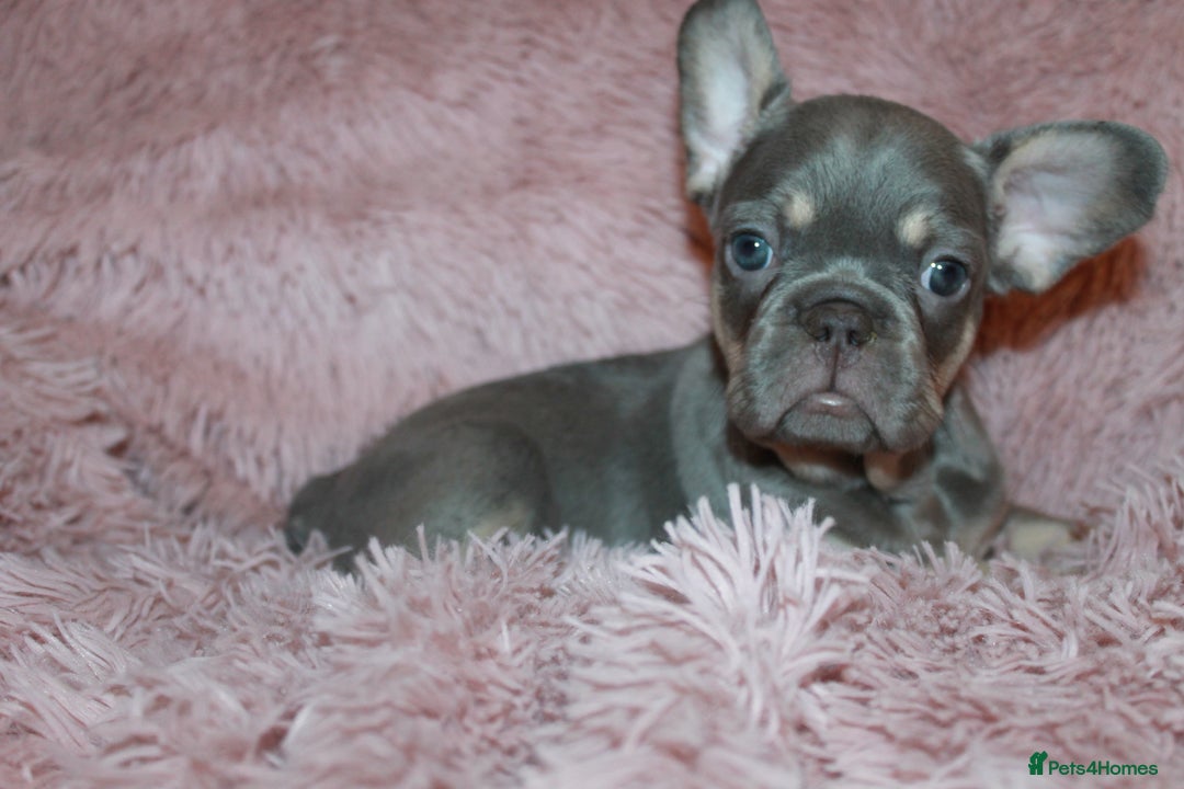 French Bulldog dogs for sale: ULTRA RARE - RAINBOW LITTER NON FLUFFY FRENCHIES - Advert 21