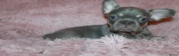 French Bulldog dogs for sale: RARE-NEW SHADE ROJO or LILAC FRENCHIES KC REG - Advert 22