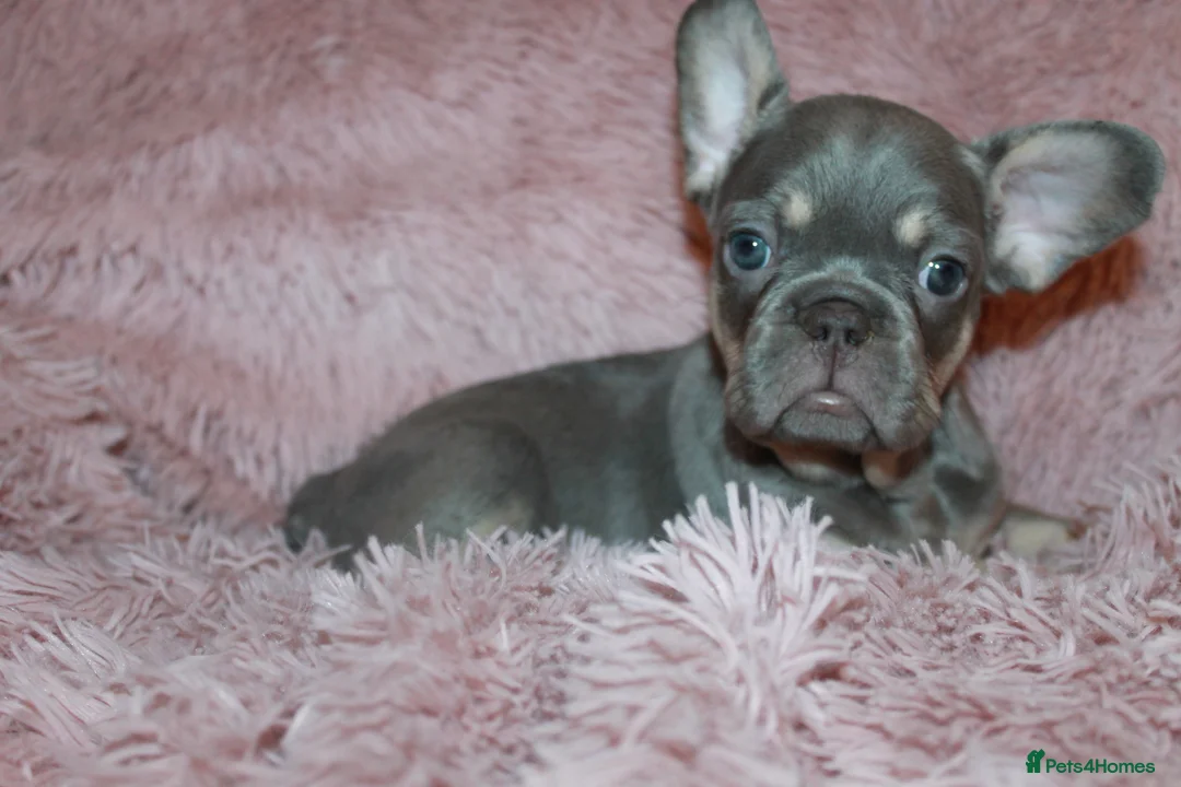 French Bulldog dogs for sale: RARE-NEW SHADE ROJO or LILAC FRENCHIES KC REG - Advert 22