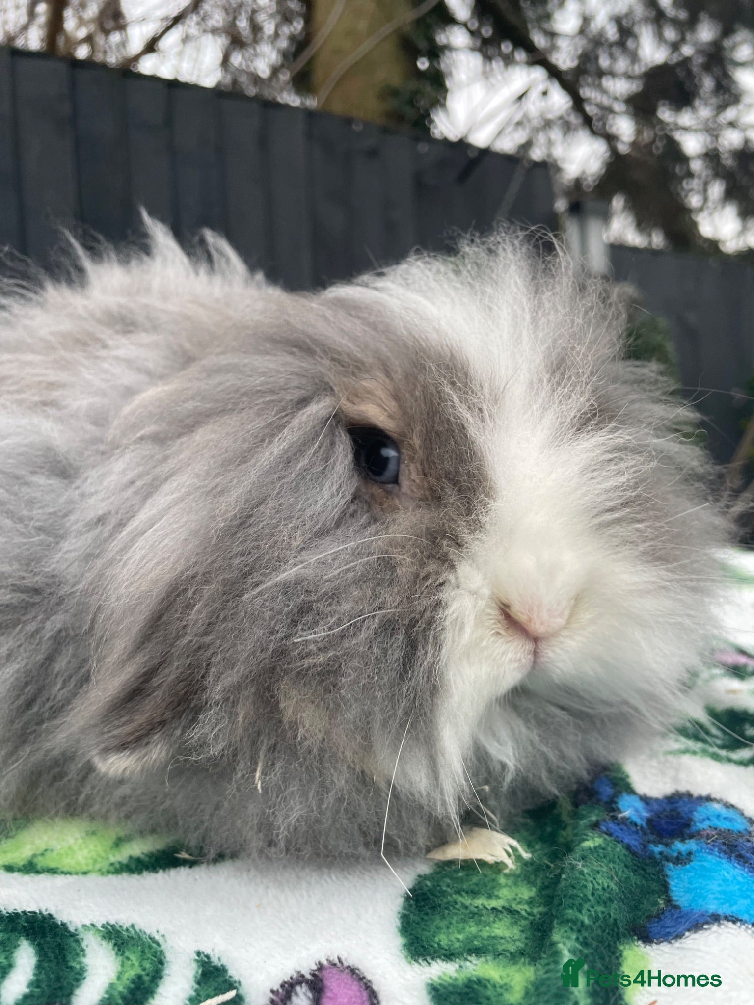 Mini Lion Lop rabbits Beautiful TeddyWidder Girl - Advert 16