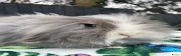 Mini Lion Lop rabbits for sale: Beautiful TeddyWidder Girl - Advert 1